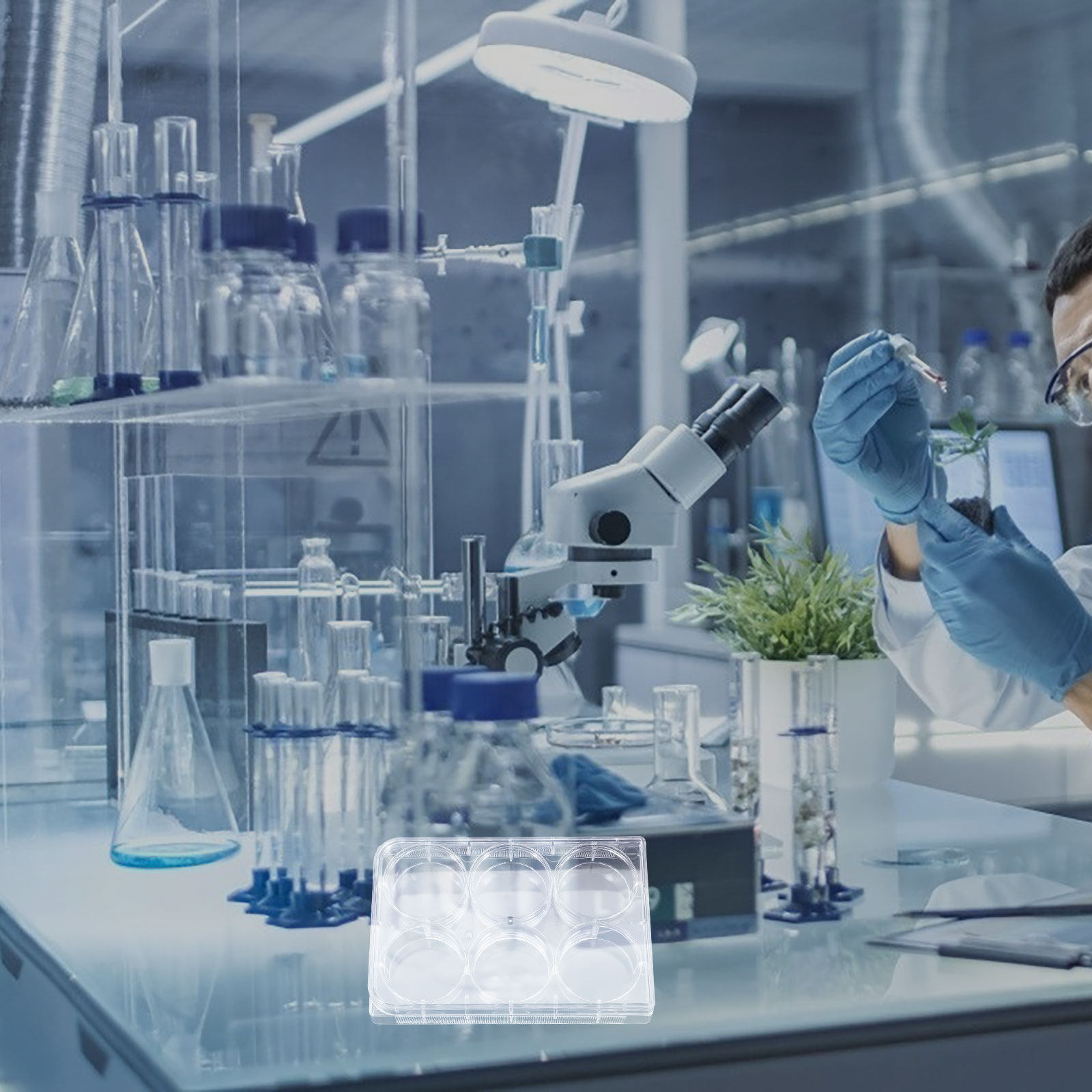 Пластинка для культивирования  – обзор и цена Lab Equipment